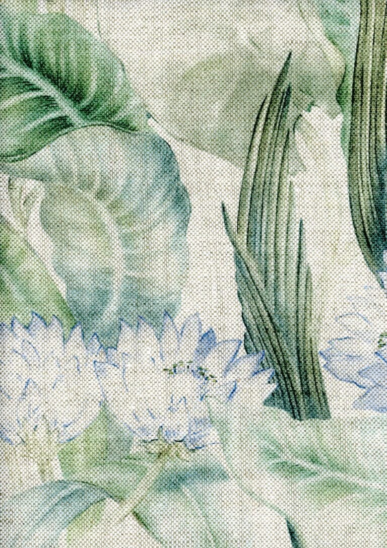 Nenuphars Menta