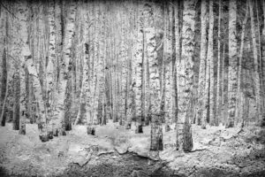 Broken forest Black