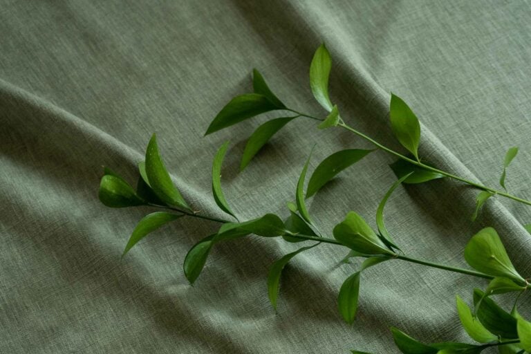 Iceland Sage
