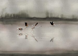 Doñana Silver